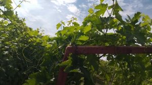 Очень удобный и экономичный опрыскиватель для виноградника и сада.