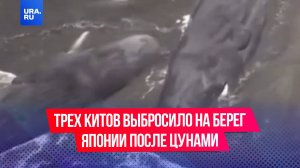 Трех китов выбросило на берег в Японии после цунами, которое возникло из-за мощного землетрясения