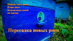 Пересадка новых роев из ловушек. Уже пять новых бесплатных семей на моей пасеке