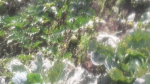 30.07.2025 Рязанская область. Дыни и арбузы в сезоне 2025. Шанс на урожай хороший!