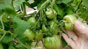 Работаю в большой теплице с томатами🍅 Устали от дождей 💦🤣