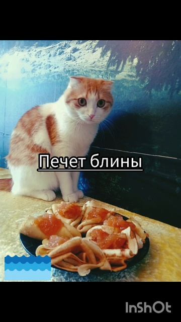 Кексик в марте 2025🐯