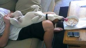 Каково это, иметь забавную собаку 😂