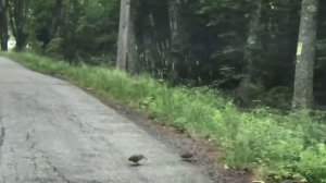 Явно тусить идут.mp4