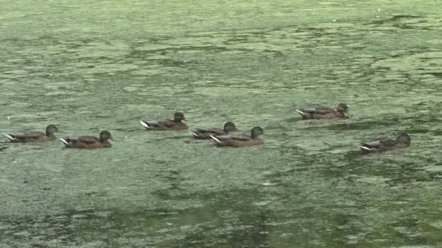 Прогулка по лесу лета 2025 года 30 июля.