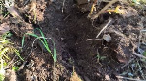 Нашёл железного поросёнка