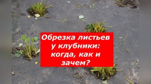 Как обрезать клубнику в июле: полезные советы #клубника #удалениелистьев #подкормка