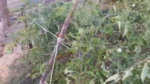 Поговорим про томаты.Часть первая.