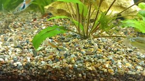 Аквариум после замены грунта 
день 1