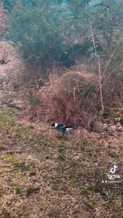 Магпай с птенцами на прогулке.Австралия. На фоне орут попугаи. #birdslife #magpie #wildlifebirds