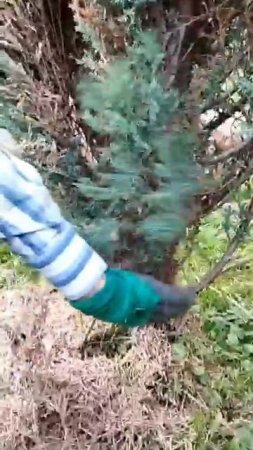 Что бывает с можжевельником, если крона загущена? Ответ в видео