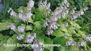 29.07.2025. По пути за огурцами. вести с огорода. заметки о лете 2025