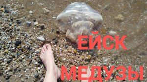 ЕЙСК 2025, АЗОВСКОЕ МОРЕ  -  ОГРОМНАЯ МЕДУЗА 40 СМ. ШТОРМ ПРИНЕС МЕДУЗ.