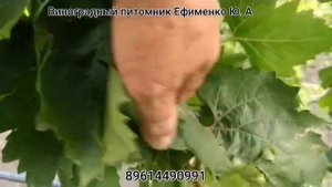 прививки новых сортов винограда