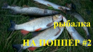 Рыбалка на поппер/ Азарт и адреналин! #2