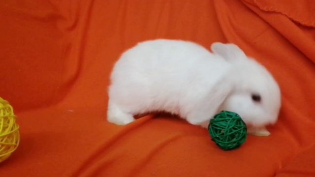 Белоснежные малыши смотреть онлайн