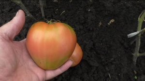 Помидоры Севрюга