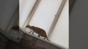 Когда ругaются соседи