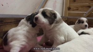 Щенячьи нежности. Маленькие алабайчики целуются! #милота #щеночки #щенкиалабая #сао #питомникалабая