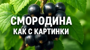 Смородина как с картинки! Что я делаю в августе и сентябре