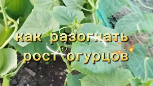 КАК РАЗОГНАТЬ РОСТ ОГУРЦОВ В ОГОРОДЕ