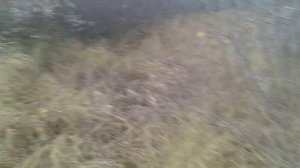 Охота на тетерева