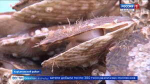 "Вести. Сахалин. Курилы". 29 июля 2025 года