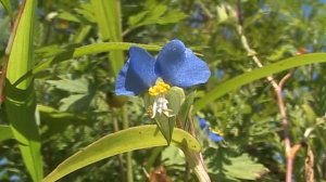 Дорога цветов