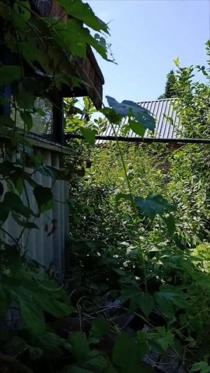первый день на нашем новом участке