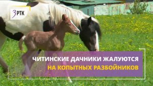 Читинские дачники жалуются на копытных разбойников