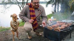 Забавные питомцы продлевают нашу жизнь — самые смешные видео с собаками и кошками 2025 года