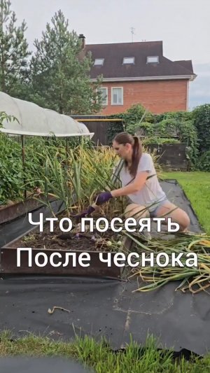 Что посеять после чеснока