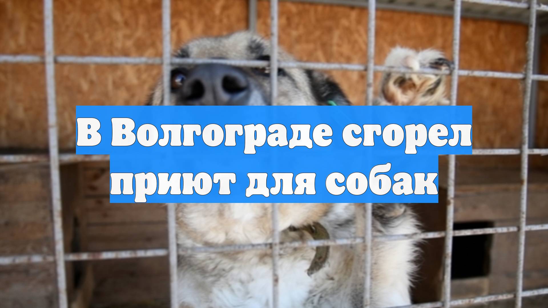В Волгограде сгорел приют для собак
