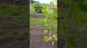 ТЕХНИЧЕСКИЕ СОРТА ВИНОГРАДА НА 30 ИЮЛЯ, ПРОДОЛЖЕНИЕ