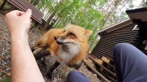 Лиса-Алиса. Лиса повалила на землю и заявила, что она главная