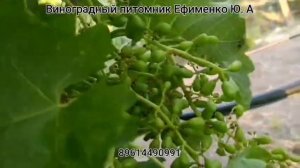 прививки новых сортов винограда