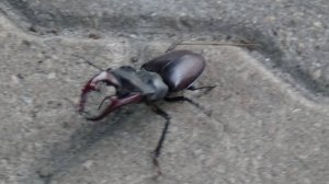 черные жуки в белгороде название жесткокрылых жуков в России