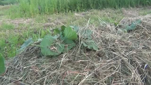 Патиссоны