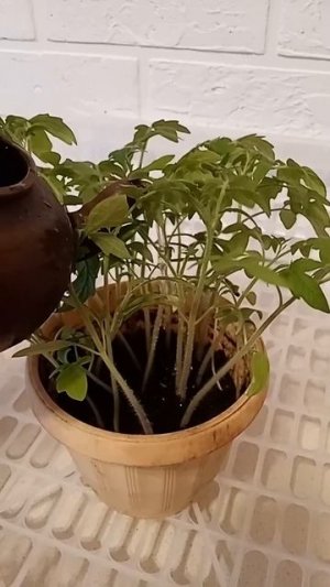 Пакеты для рассады. Удобно и без затрат.