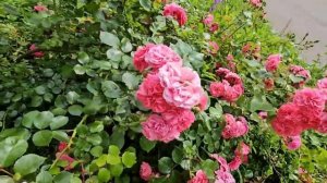 Нефиг играть в карты было! Мужской Монастырь в Стрельне. Я тебя терплю. С сестрой в Теремок.