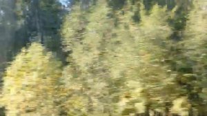 Электропоезд Ладожский вокзал - Мга