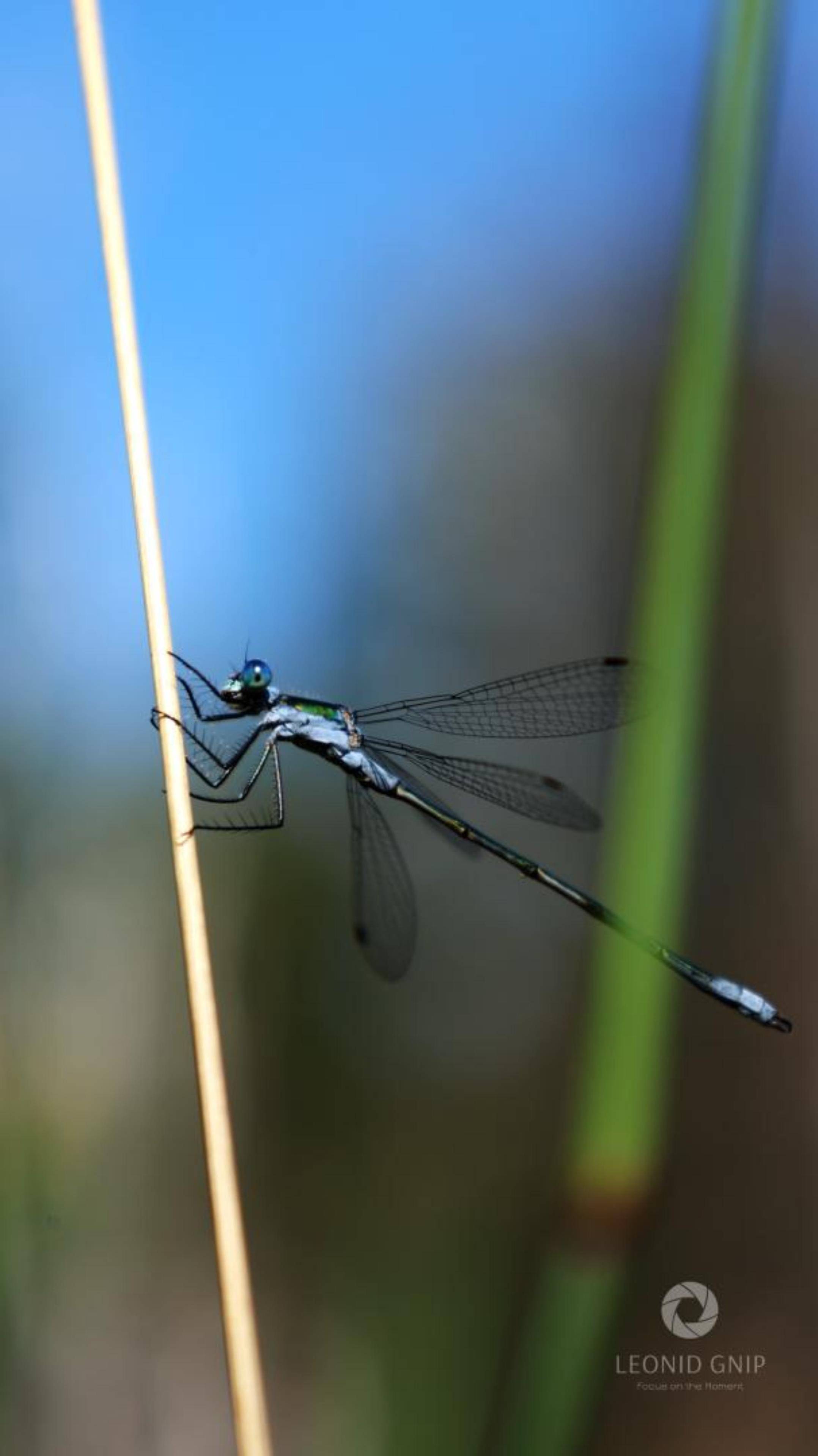 Стрекоза капля лета.
