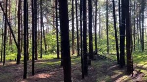 В лес за грибами сходили. Лисичек набрали. Ложный белый с розовой губкой нашли. 27 июля