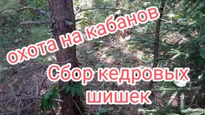 Охота на кабана. Сбор кедровых шишек.