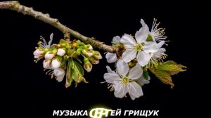 Музыка Для Души ,,ТРИ ЖЕЛАНИЯ ,, Музыка  Сергей Грищук
