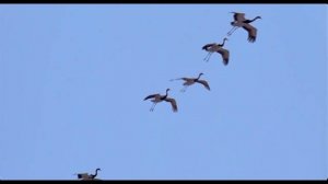 В синем небе журавли...