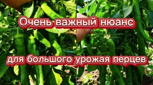 Урожайный перец из качественных семян от Ирины Катковой