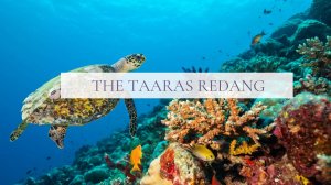 Риф в отеле The Taaras Resort&Spa, остров Реданг, Малайзия