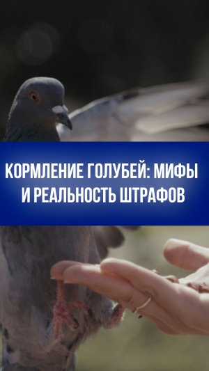 Тайна голубей у подъезда: почему вам не грозят штрафы и как избежать антисанитарии