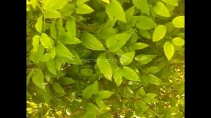 Природа после дождя!